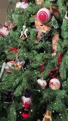 Ο γάτος της Φαίης Σκορδά εισέβαλλε στο Χριστουγεννιάτικο δέντρο της