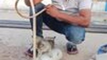 Man Plays With Kittens Using Pipe