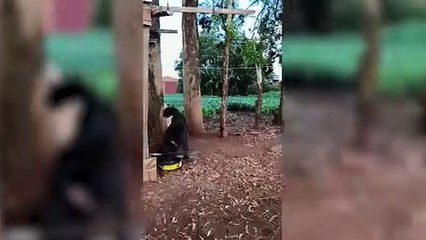 Cachorros estão abandonados e acorrentados às margens da BR-467, em Cascavel