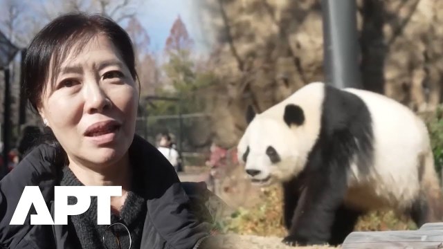 Japan Bids Farewell to Last Pandas as Ties With China Strain | APT