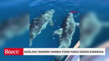 Muğla'da teknenin yanında yüzen yunus sürüsü kamerada