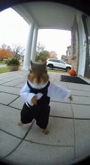 🐿️#funny #shorts #viral #fypシ #fypシ゚viral #soraai #funnyaivideos #halloween #ringdoorbellfootage #ti