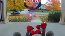 🥊Squirrels Boxing #funny #shorts #viral #fypシ #fypシ゚viral #soraai #funnyaivideos #halloween #ringdoo