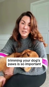 pet grooming trimmer