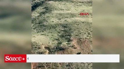 Gercüş’te domuz sürüsü görüntülendi