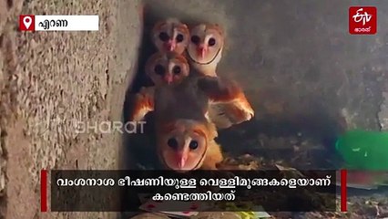 ഹൃദയമുഖമുള്ള സുന്ദരന്മാർ; വംശനാശ ഭീഷണി നേരിടുന്ന വെള്ളിമൂങ്ങ കുഞ്ഞുങ്ങളെ കണ്ടെത്തി