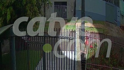 Câmeras flagram abandono de gatinhos mortos no bairro Cataratas