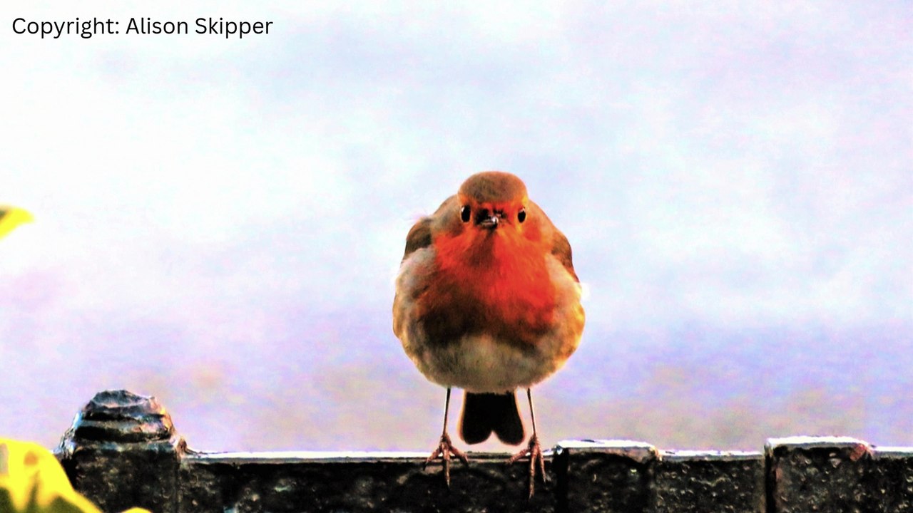 Picture This: Nature photography from Brecon & Radnorshire