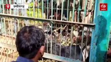 पिंजरे में कैद हुई बच्चों के साथ मादा भालू, मनेंद्रगढ़ में 3 महीने से भालुओं ने मचा रखा था आतंक