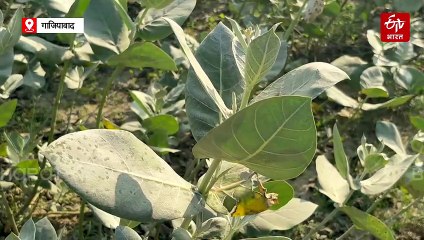 कपास की खेती की तुलना में तीन गुना अधिक आय देता है 'Milkweed', NITRA के 20 सालों की रिसर्च टेक्सटाइल क्षेत्र में ला रहा क्रांति