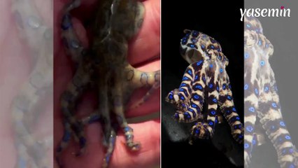 Siyanürden bin kat daha güçlü! Dünyanın en zehirli hayvanını fark etmeden avucunun içine aldı