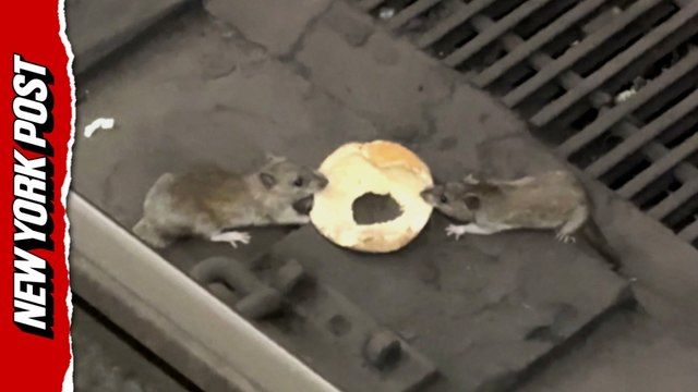 NYC rats caught wrestling over bagel on subway tracks