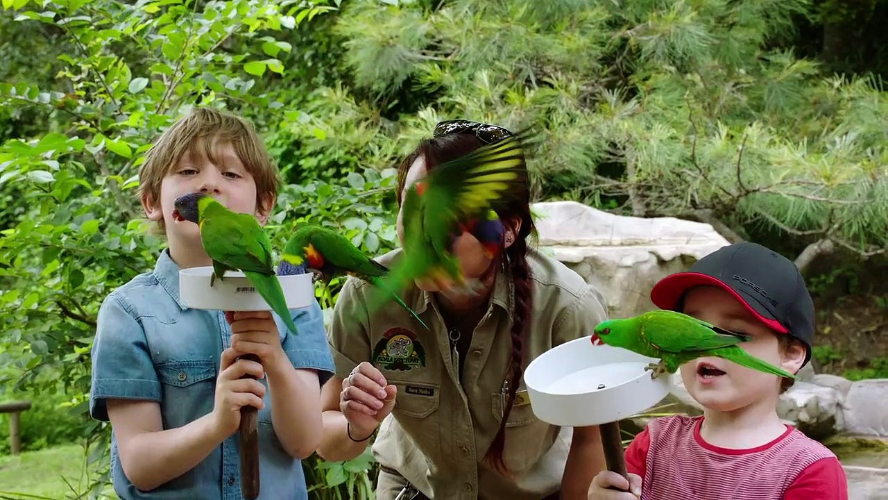 Parrots Turn the Australian Sky Into a Living Rainbow