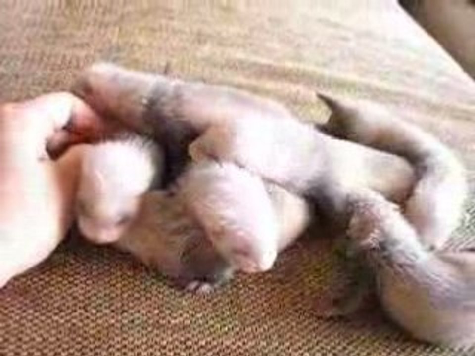 petit câlinou des furetonnes j+25