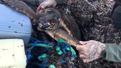 Papà e figlio salvano una tartaruga intrappolata in una corda tra le alghe in Sardegna: «Ora è libera, ma speriamo non accada più»