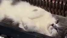 Soothing music for a napping cat