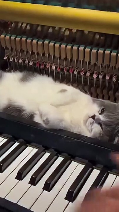 Soothing music for a napping cat
