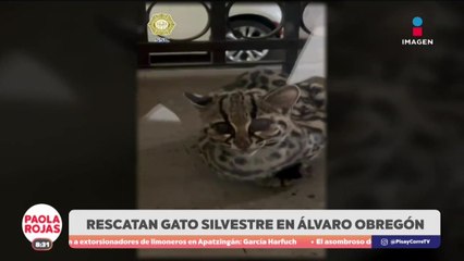Gato silvestre irrumpe en vivienda de Álvaro Obregón | DPC con Paola Rojas