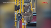 Il koala australiano perde l'orientamento e sale sull'autobus: catturato e rimesso in libertà | Il video