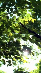 After the end of the substitution, everyone in the upper class was waiting to see how she, the unfavored real daughter, was embarrassed to get out, but she didn't expect that her sick husband gave birth to a double baby because of her health improved, and