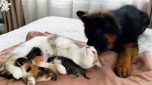 German Shepherd Puppy Meets Mom Cat with Newborn Kittens for the First Time