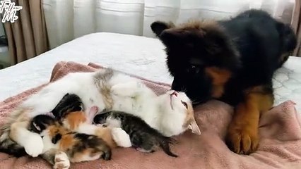 German Shepherd Puppy Meets Mom Cat with Newborn Kittens for the First Time