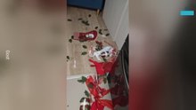 Dog Has Innocent Expression After Christmas Mess