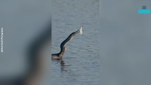 'snake Bird' Stuns With Fish-spearing Skills