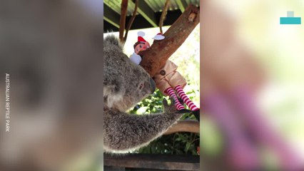Animals Enjoying Elf on the Shelf and Christmas Magic  Portrait