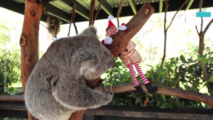 Animals Enjoying Elf on the Shelf and Christmas Magic Magic