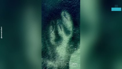 Sharks Feed on Massive Bait Ball Close to Shore