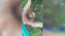 Sloth Sunbathing on a Fence Saying Hi to Everyone