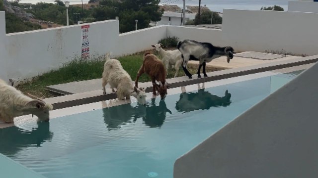 Woman films comical sight of goats drinking out of a swimming pool