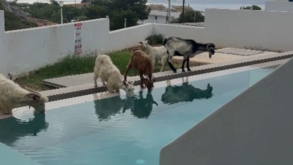 Woman films comical sight of goats drinking out of a swimming pool