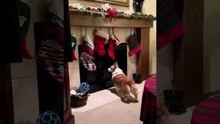 Corgi Excitedly Whines While Waiting for Christmas Gift