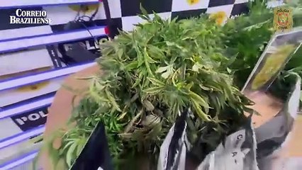Casal é preso por cultivar pés de maconha no Jardim Ingá