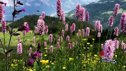 Ambiente: Sanpellegrino, ‘interventi su 51 ettari di bosco in Alta Valtellina dopo tempesta Vaia’
