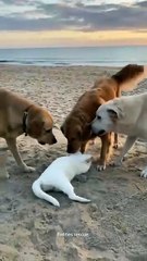 White Cat Saved by Human  😱 | Heart Touching Rescue