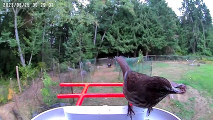 Best Lumary Smart Bird Feeder with Camera, Wi-Fi & Bluetooth, AI Bird Species Identification – Review!