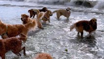 Dog Meets Up With 200 Other Golden Retrievers Once A Month