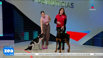 ¡Adopta no compres! Bruno y Bacacho están en busca de una familia amorosa