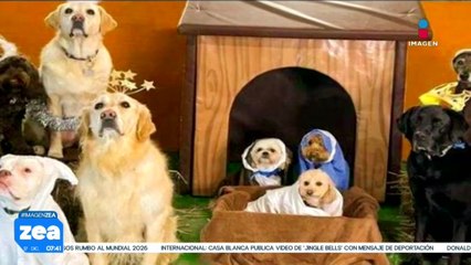 Grupo de perritos rescatados recrean el Nacimiento del Niño Dios
