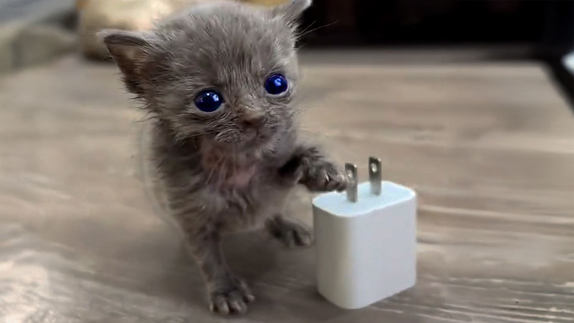 ⁣Micro Kitten Befriends An Eyeless Kitten
