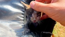 Motorcyclist Sees Tiny Kitten Crying For Help
