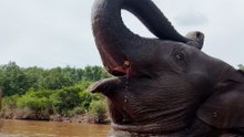 Baby Elephant Runs To Greet The Guy Who Saved Her And Her Mom