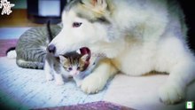 How My Husky Became Friends With a Tiny Kitten!