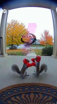🥊Squirrels Boxing #funny #shorts #viral #fypシ #fypシ゚viral #soraai #funnyaivideos #halloween #ringdoo