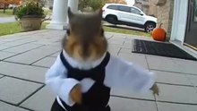 🐿️#funny #shorts #viral #fypシ #fypシ゚viral #soraai #funnyaivideos #halloween #ringdoorbellfootage #ti