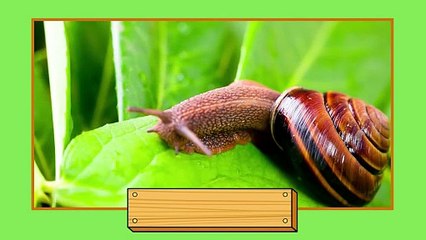 5 Letter Spelling Words for Kids | Learn to Spell Easy Spelling Words for Grade 2