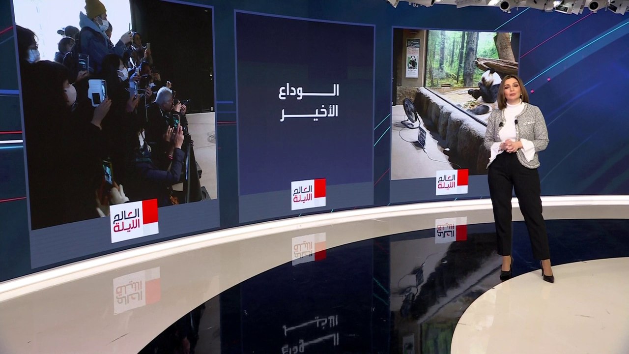 توأم الباندا يغادران اليابان إلى الصين.. القصة أعمق